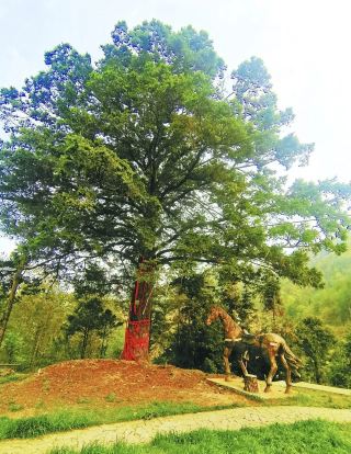 다저우 고목 탐방, 백년 황갈나무 명소