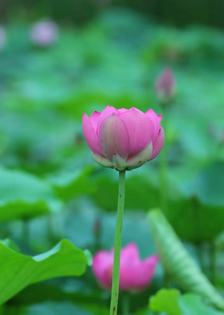 江南可採蓮