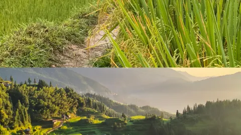 Liupanshui Road Trip | Journey to Jiabang Rice Terraces, a pastoral masterpiece hidden in the mountains — traveler post in Congjiang