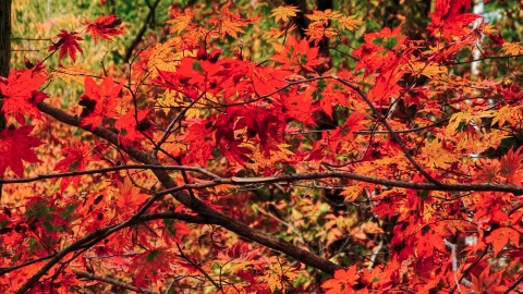Benxi Maple Viewing: Laobiangou vs. Guanmenshan—Which to Choose for Your First Visit? — traveler post in Benxi