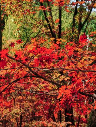 Benxi Maple Viewing: Laobiangou vs. Guanmenshan—Which to Choose for Your First Visit?
