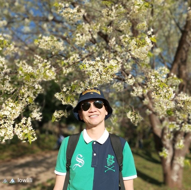 ดอกนางพญาเสือโคร่ง ขุนวาง
