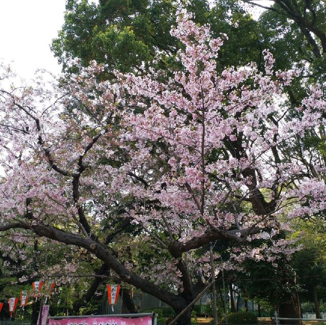 賞櫻名所 上野恩賜公園part1