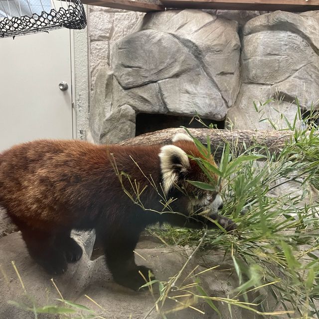 童趣大阪行程😉天王寺動物園👍🏻難波10分鐘車程