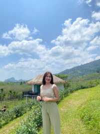 ไร่ชา1000ไมล์ กงหรา