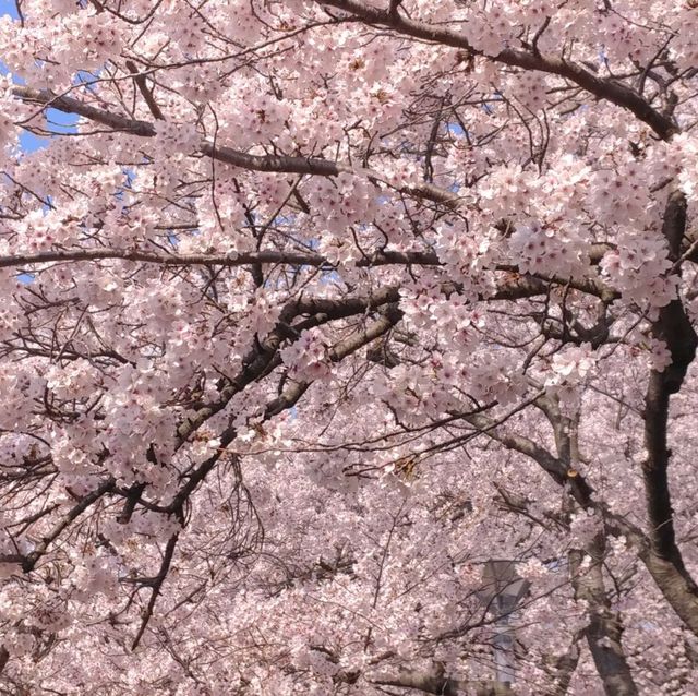 벚꽃 명소로 유명한 진해군항제를 가보자