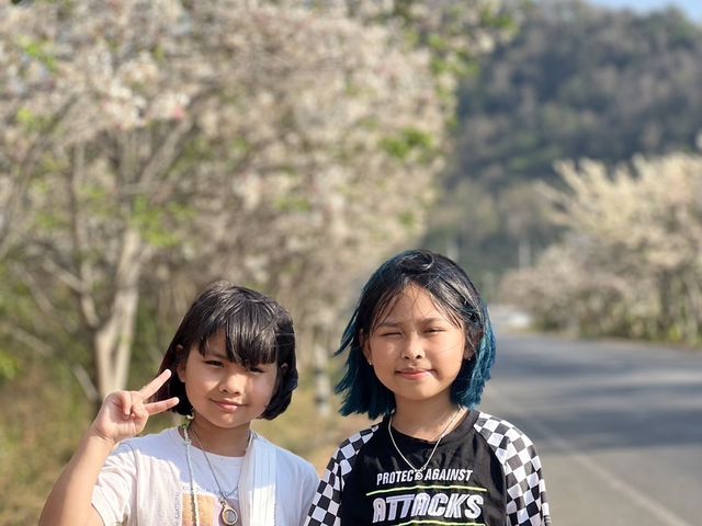 ซากุระเมืองจันท์ 🌸