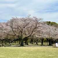 Okayama, Korakuen Garden and cultural zone !!