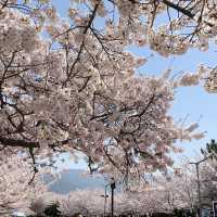 🌸韓國賞櫻🌸 - 鎮海軍港節 