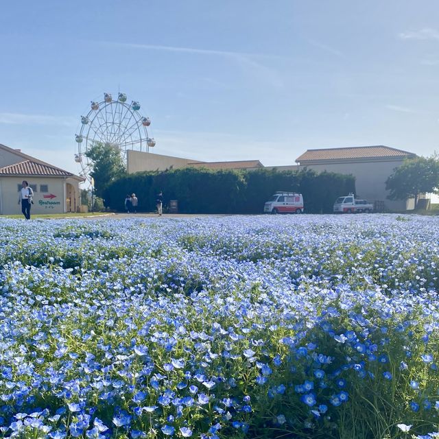 🚗今ならネモフィラが満開！無料で花畑を楽しめる【ソレイユの丘🌷】
