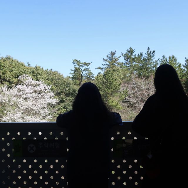 제주도 곶자왈 도립공원, 가벼운 트레킹 코스로 추천💚