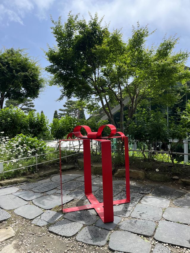 강화에 가면 꼭 들려야하는 🍳🌼 샤스타데이지꽃이 만발한 ‘마호가니’ 