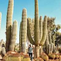 Cactus Thiemann北非最大仙人掌園｜超過150以上品種近距離打卡  