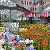 🌷ดอกทิวลิปบานที่ระยอง 🌷