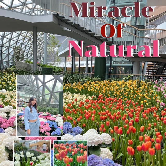 🌷ดอกทิวลิปบานที่ระยอง 🌷
