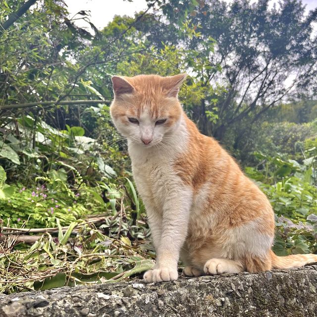 全球六大賞貓景點！新北市猴硐貓村🐱