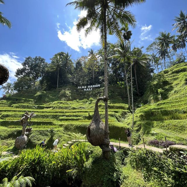 Most Photogenic Rice Terraces