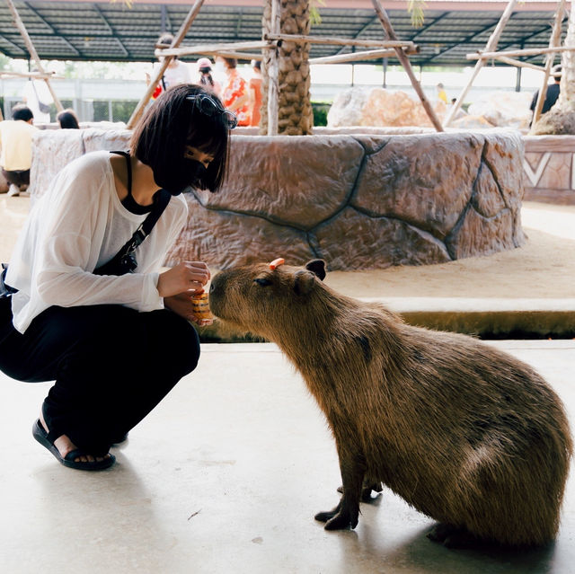 泰國Ayutthaya大城動物園 超近距離與各種動物拍照