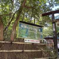 【京都府】美しい緑の絨毯、じゅうたん苔！