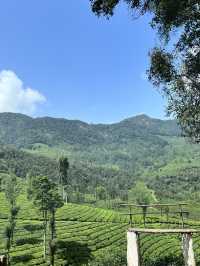 6 Stunning Places in Munnar, Kerala India