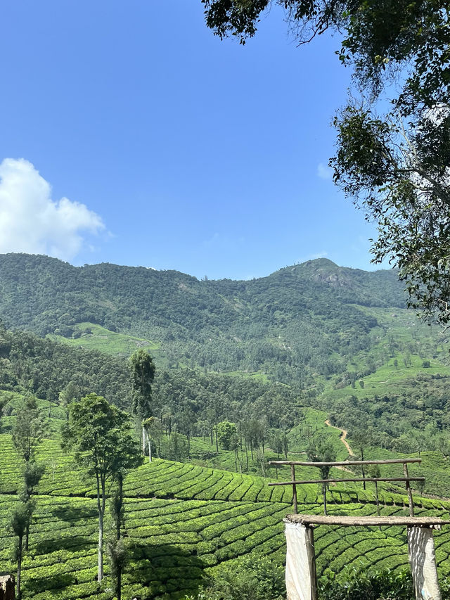 6 Stunning Places in Munnar, Kerala India