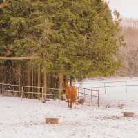 ❄️눈쌓인길 나무사이로 산책가능한곳 [제주, 샤이니숲길]🌲