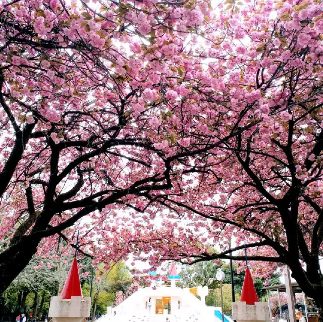 賞櫻名所 飛鳥山公園🌸