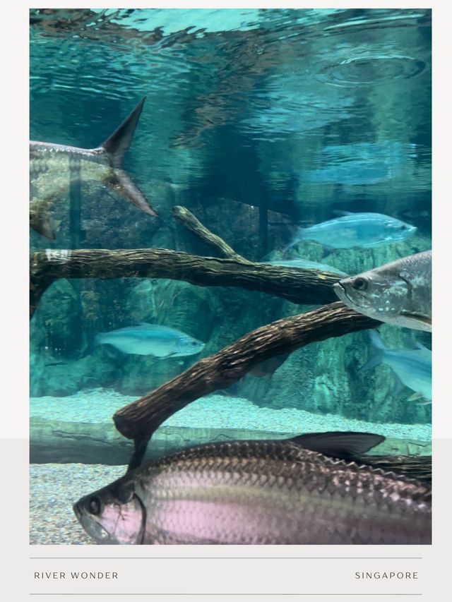สวนสัตว์ River Wonder-Night Safari 🇸🇬Singapore
