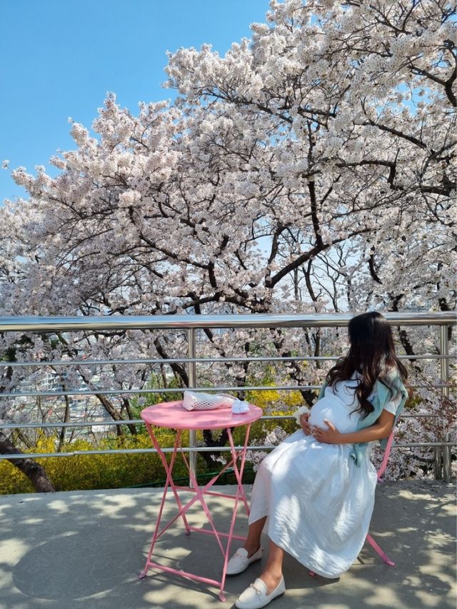 대구 벚꽃은 이월드에서 즐겨요🌸🌸🌸