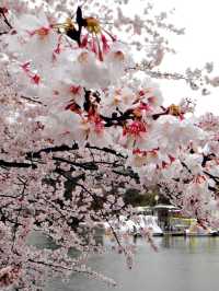 下雨天的櫻花樹 吉祥寺井之頭公園