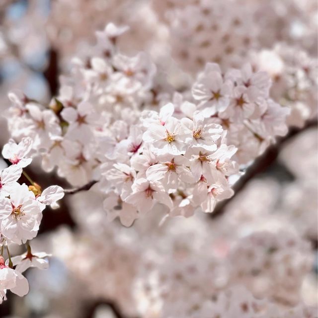🌸보라매공원 벚꽃터널🌸