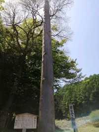 【諏訪大社】御柱祭の御神木は裏側を含めて圧巻
