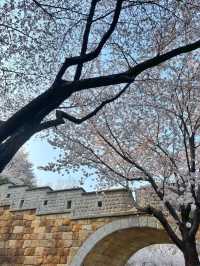 스물다섯 스물하나 촬영지에서 벚꽃 구경 🌸