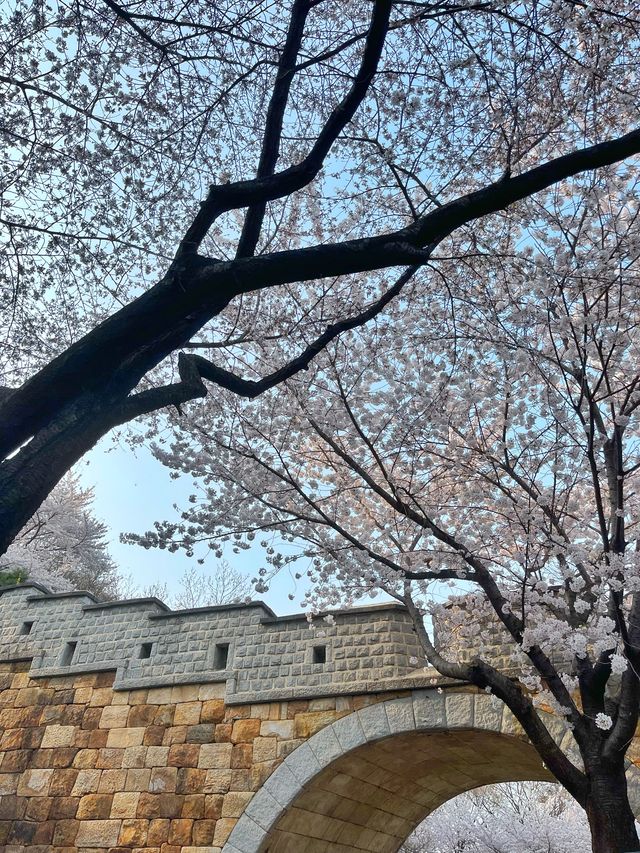 스물다섯 스물하나 촬영지에서 벚꽃 구경 🌸