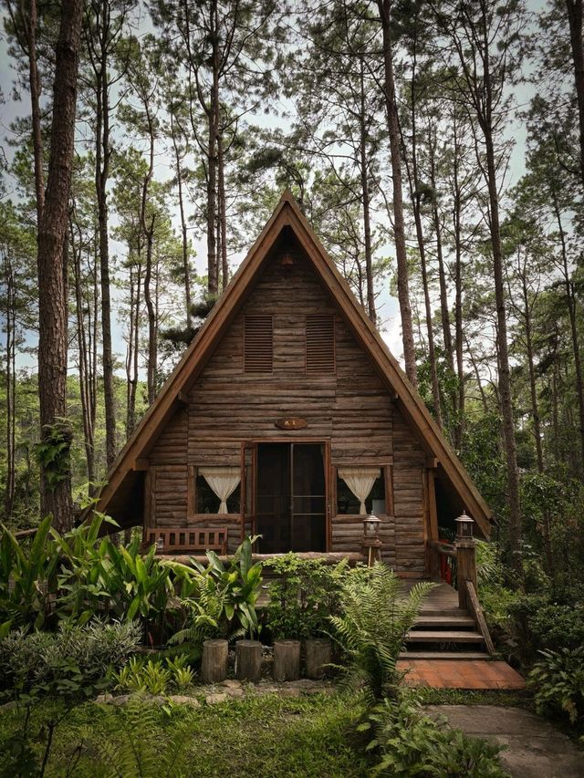 นอนบ้านไม้ เดินชมสวนสนฟรี สวนป่าดอยบ่อหลวง เชียงใหม่
