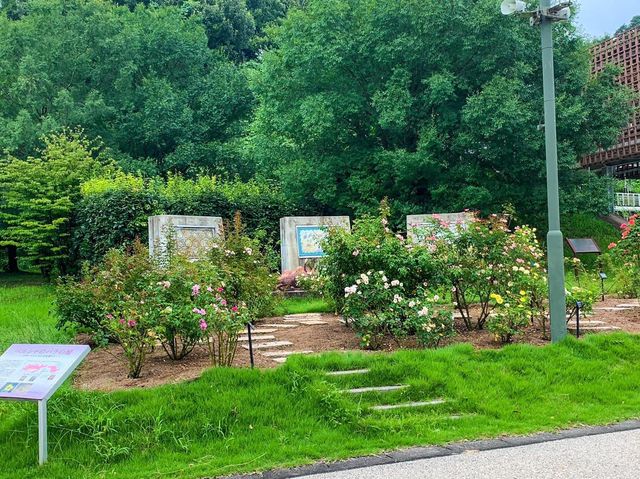 เที่ยวญี่ปุ่น Gifu World Rose Garden 
