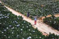 Garden Hydrangeas เมืองดาลัด (Da Lat)