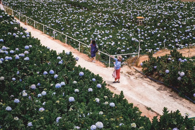 Garden Hydrangeas เมืองดาลัด (Da Lat)