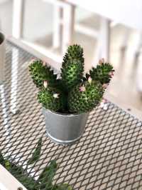 🧡Greenhouse Cafe🌵