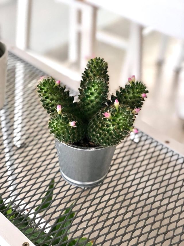 🧡Greenhouse Cafe🌵