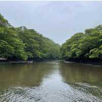 【沖縄県/西表島】仲間川マングローブクルーズ