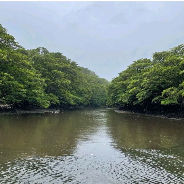 【沖縄県/西表島】仲間川マングローブクルーズ 【沖縄県/西表島】仲間川マングローブクルーズ