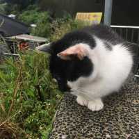 🐱 猴硐貓村😎貓咪天堂 🏞️😺 