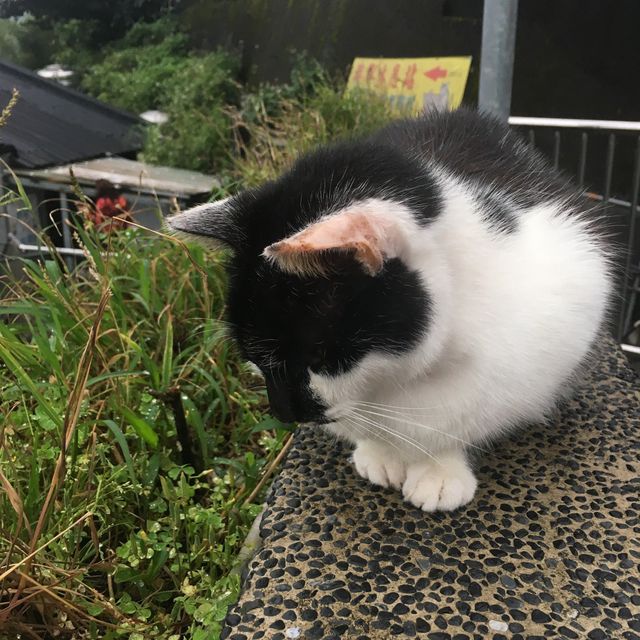 🐱 猴硐貓村😎貓咪天堂 🏞️😺 