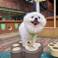 帶毛孩放電購物好地方🐶🦮🐕‍🦺🐕🐩