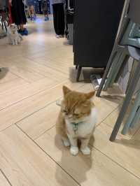 [觀塘高質貓cafe🐱超上癮! 超療癒!]