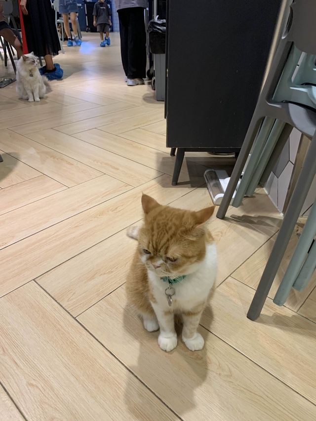 [觀塘高質貓cafe🐱超上癮! 超療癒!]