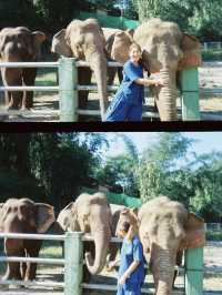 ย้อนเวลาไปเข้าแคมป์เลี้ยงช้างที่เชียงใหม่🐘