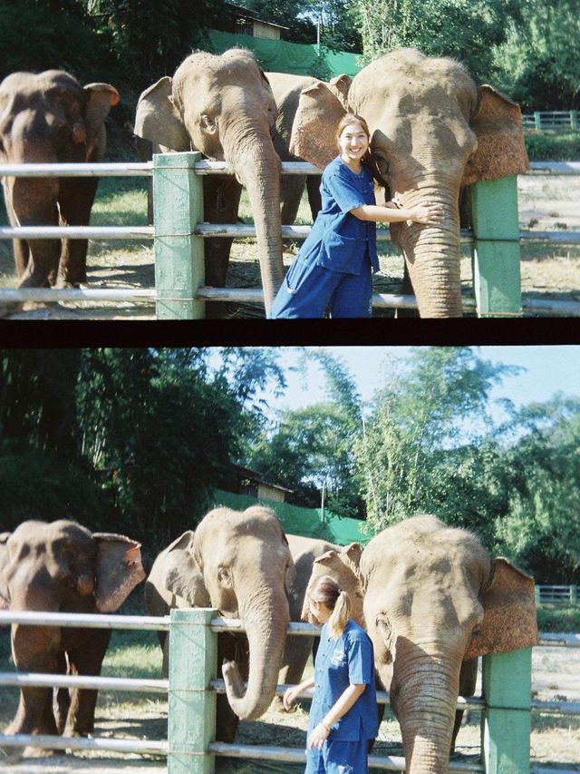 ย้อนเวลาไปเข้าแคมป์เลี้ยงช้างที่เชียงใหม่🐘