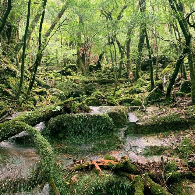 世界遺産トレッキング10時間